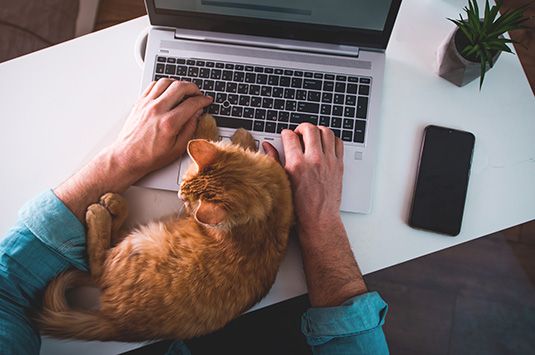Huisdieren Toebehoren Hond en Katten